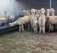 羊驼回收矮马回收 羊驼养殖租赁加盟